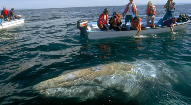 
					Curious Whales: Laguna San Ignacio’s Gentle Giants Seek Out Human Interaction
