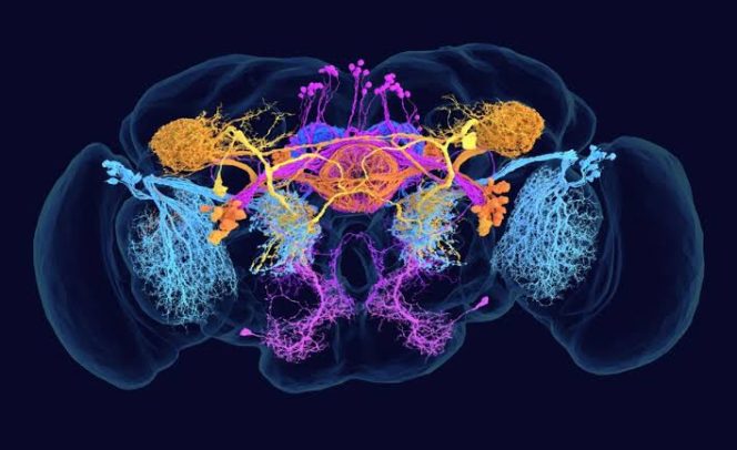 
					Scientists Map the Entire Brain of a Fly, Offering Insights into Human Thought
