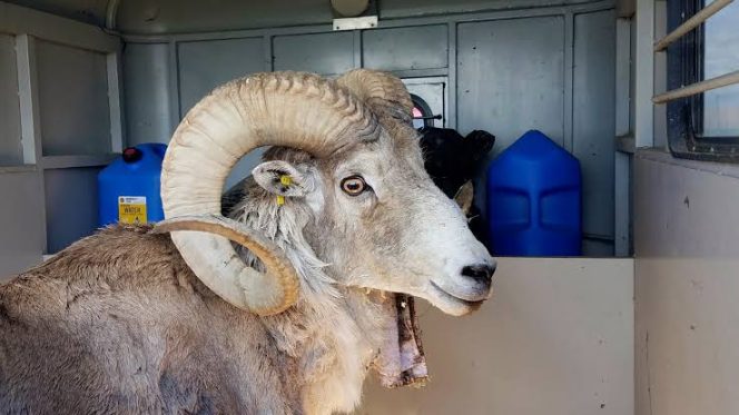 
					Montana Breeder Sentenced for Cloning Endangered Sheep, Fueling Trophy Hunting Industry