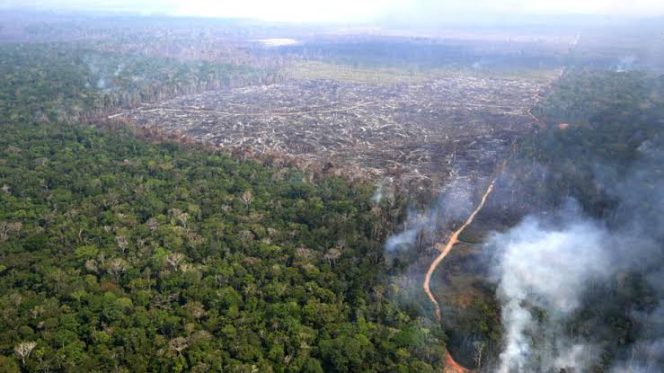 
					EU’s Deforestation Regulation Faces Backlash: A Balancing Act Between Climate Ambition and Trade Concerns