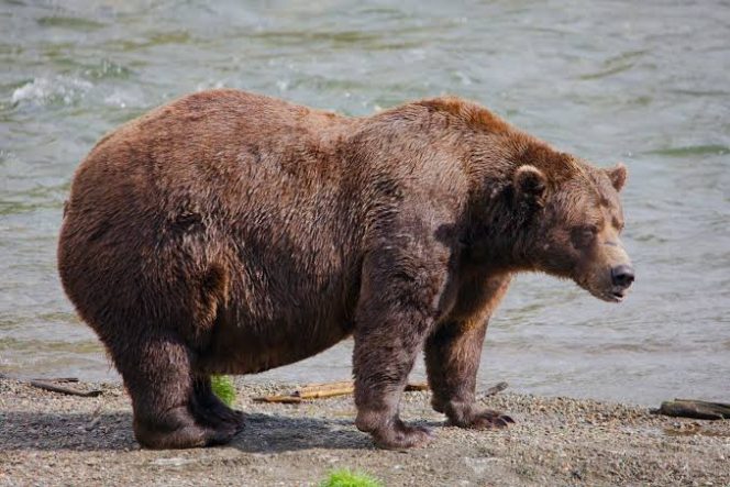
					Alaska’s Fat Bear Week Contest Kicks Off Amidst a Reminder of Nature’s Raw Power